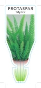 Picture of PROTASPARAGUS DENSIFLORUS MYERS                                                                                                                       