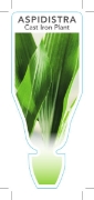 Picture of **HOUSEPLANT ASPIDISTRA ELATIOR CAST IRON PLANT                                                                                                       