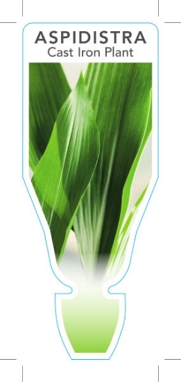 Picture of **HOUSEPLANT ASPIDISTRA ELATIOR CAST IRON PLANT                                                                                                       