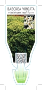 Picture of BAECKEA VIRGATA MINIATURE LEAF FORM                                                                                                                   