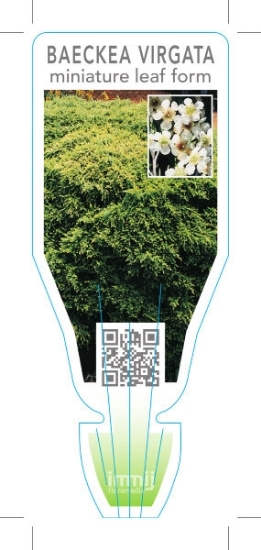 Picture of BAECKEA VIRGATA MINIATURE LEAF FORM                                                                                                                   