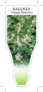Picture of BAECKEA VIRGATA TWIGGY BAECKEA                                                                                                                        