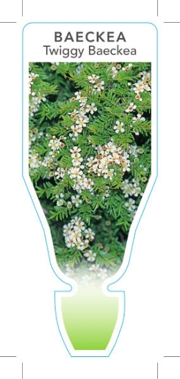Picture of BAECKEA VIRGATA TWIGGY BAECKEA                                                                                                                        