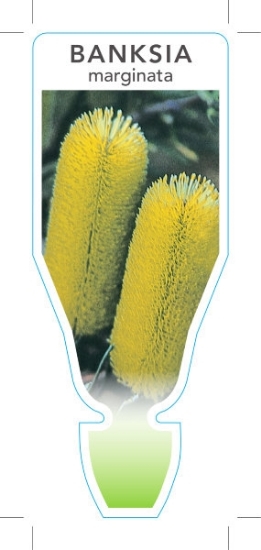 Picture of BANKSIA MARGINATA SILVER BANKSIA                                                                                                                      