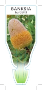 Picture of BANKSIA BURDETTII                                                                                                                                     