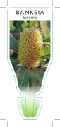 Picture of BANKSIA ROBUR SWAMP BANKSIA                                                                                                                           