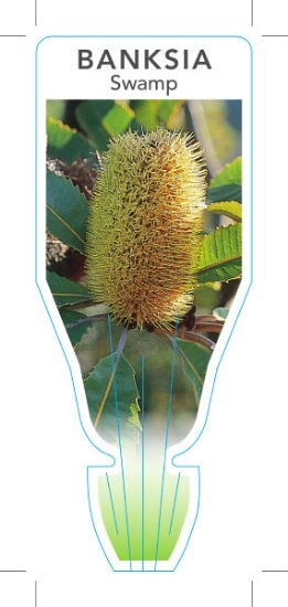 Picture of BANKSIA ROBUR SWAMP BANKSIA                                                                                                                           