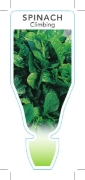 Picture of VEGETABLE SPINACH CLIMBING (Basella rubra)                                                                                                            