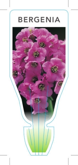 Picture of **HOUSEPLANT BERGENIA X SCHMIDTII                                                                                                                     