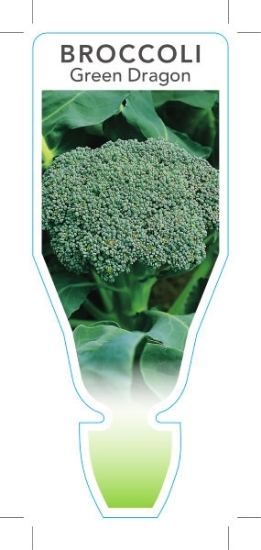 Picture of VEGETABLE BROCCOLI GREEN DRAGON (Brassica oleracea var Italica)                                                                                       