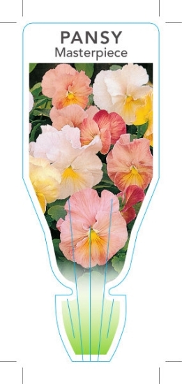 Picture of ANNUAL PANSY MASTERPIECE (Viola x wittrockiana)                                                                                                       