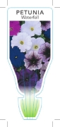 Picture of ANNUAL PETUNIA WATERFALL (Petunia x hybrida)                                                                                                          