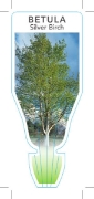 Picture of BETULA PENDULA SILVER BIRCH                                                                                                                           