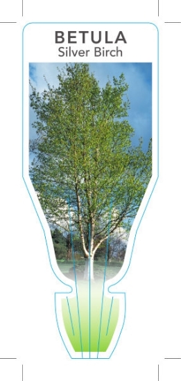 Picture of BETULA PENDULA SILVER BIRCH                                                                                                                           