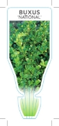 Picture of BUXUS MICROPHYLLA NATIONAL                                                                                                                            