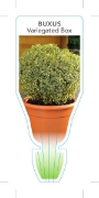 Picture of BUXUS SEMPERVIRENS VARIEGATED BOX                                                                                                                     