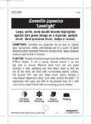 Picture of CAMELLIA LOVELIGHT                                                                                                                                    
