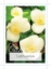 Picture of CAMELLIA LUTCHUENSIS                                                                                                                                  