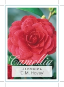 Picture of CAMELLIA C M HOVEY                                                                                                                                    