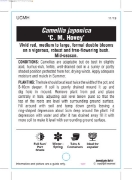 Picture of CAMELLIA C M HOVEY                                                                                                                                    