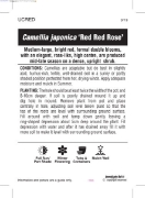 Picture of CAMELLIA RED RED ROSE                                                                                                                                 