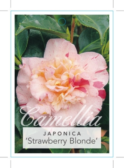 Picture of CAMELLIA STRAWBERRY BLONDE                                                                                                                            