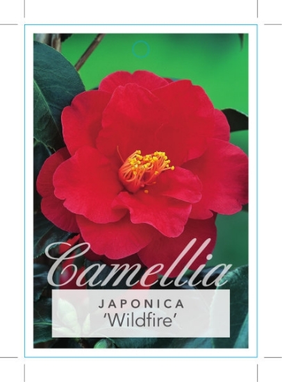 Picture of CAMELLIA WILDFIRE                                                                                                                                     