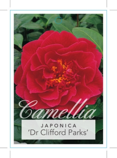 Picture of CAMELLIA DR CLIFFORD PARKS                                                                                                                            