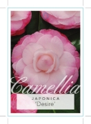 Picture of CAMELLIA DESIRE                                                                                                                                       