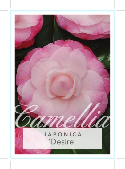 Picture of CAMELLIA DESIRE                                                                                                                                       