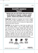 Picture of CAMELLIA DESIRE                                                                                                                                       