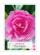 Picture of CAMELLIA DONATION                                                                                                                                     
