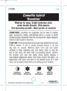 Picture of CAMELLIA DONATION                                                                                                                                     
