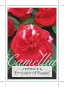 Picture of CAMELLIA EMPEROR OF RUSSIA                                                                                                                            