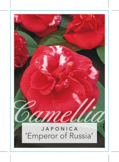 Picture of CAMELLIA EMPEROR OF RUSSIA                                                                                                                            