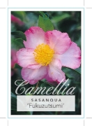 Picture of CAMELLIA FUKUZUTSUMI                                                                                                                                  
