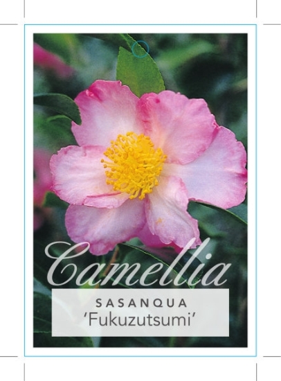 Picture of CAMELLIA FUKUZUTSUMI                                                                                                                                  