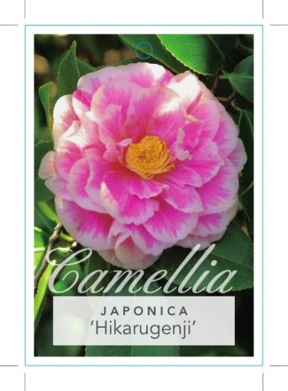 Picture of CAMELLIA HIKARUGENJI SYN HERME                                                                                                                        
