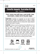 Picture of CAMELLIA AUSTRALIAN HIRYU (SYN KANJIRO)                                                                                                               