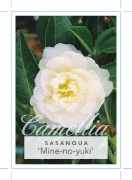 Picture of CAMELLIA MINE-NO-YUKI                                                                                                                                 