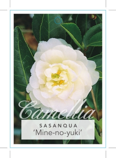 Picture of CAMELLIA MINE-NO-YUKI                                                                                                                                 
