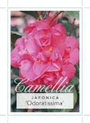 Picture of CAMELLIA ODORATISSIMA (SYN LA GRACIOLA)                                                                                                               