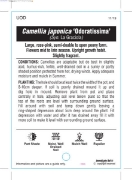 Picture of CAMELLIA ODORATISSIMA (SYN LA GRACIOLA)                                                                                                               