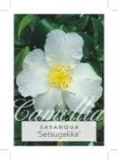 Picture of CAMELLIA SETSUGEKKA                                                                                                                                   
