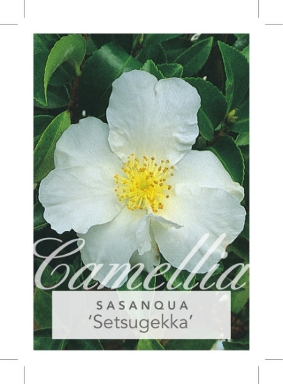 Picture of CAMELLIA SETSUGEKKA                                                                                                                                   