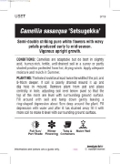 Picture of CAMELLIA SETSUGEKKA                                                                                                                                   