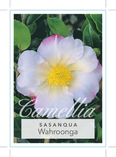 Picture of CAMELLIA WAHROONGA                                                                                                                                    