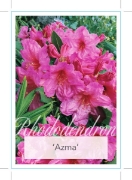 Picture of RHODODENDRON AZMA                                                                                                                                     