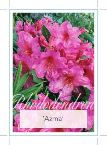 Picture of RHODODENDRON AZMA                                                                                                                                     