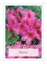 Picture of RHODODENDRON AZMA                                                                                                                                     